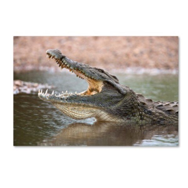 Robert Harding Picture Library 'Alligator' Canvas Art, 12x19, Trademark Fine Art, Mfr#: ALI18919-C1219GG